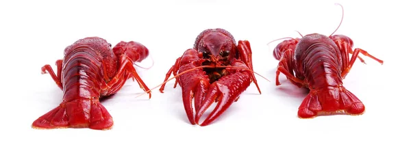 Comida Delicioso Lagostim Fundo Branco — Fotografia de Stock