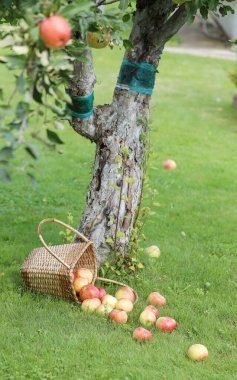 Ağacın yanındaki çimlerin üzerinde duran sepetten bir sürü elma. 