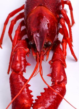 Yiyecekler. Beyaz arka planda lezzetli kerevit