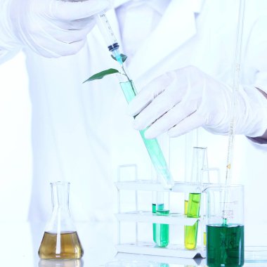 Laboratuvarda bitki yapraklarıyla yapılan bilimsel deney.