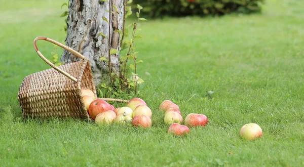 Lots Apples Basket Lying Grass Tree — Stock Photo, Image