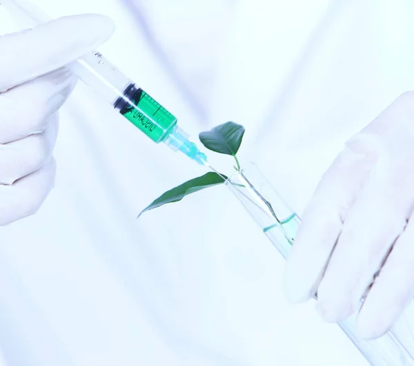 실험실에서 식물의 — 스톡 사진