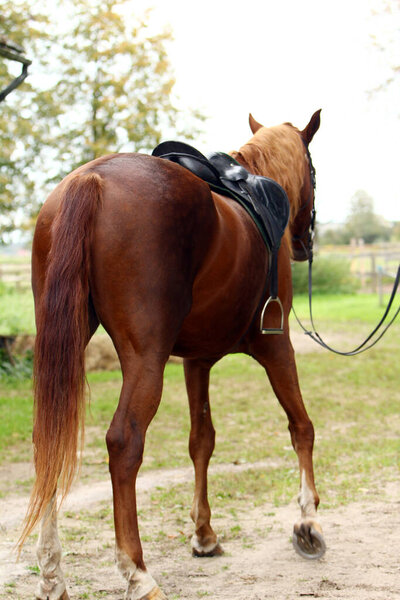 Крупный план красивой коричневой лошади на ферме