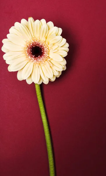 Blossom Krásná Barevná Gerbera Květina — Stock fotografie