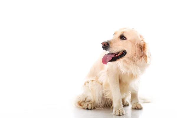 Bonito Golden Retriever Sobre Fundo Branco — Fotografia de Stock