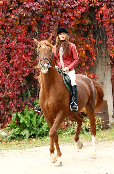 Woman Her Beautiful Brown Horse Stock Photo