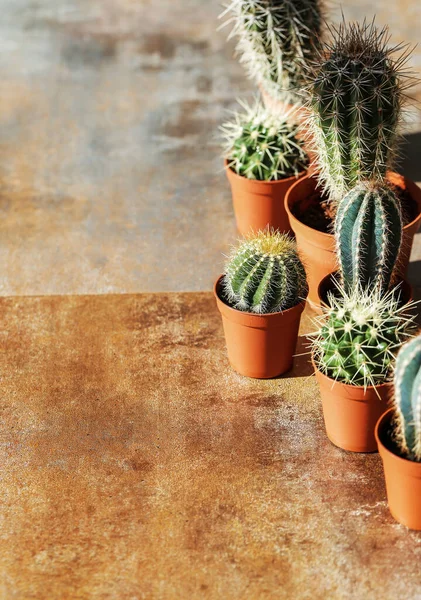 Planta Cactus Olla — Foto de Stock