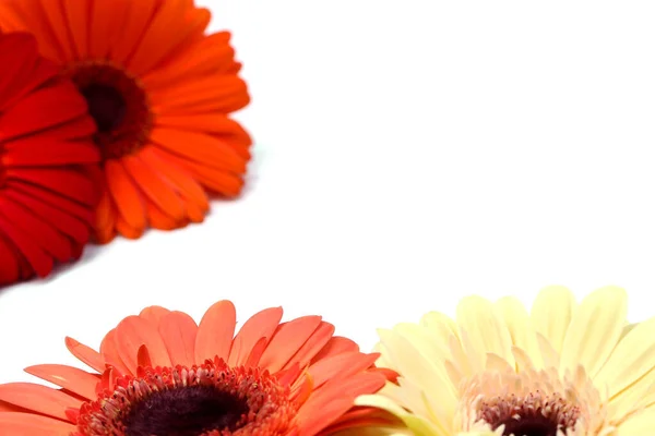 Kwitną Piękny Kolorowy Gerbera Kwiat — Zdjęcie stockowe