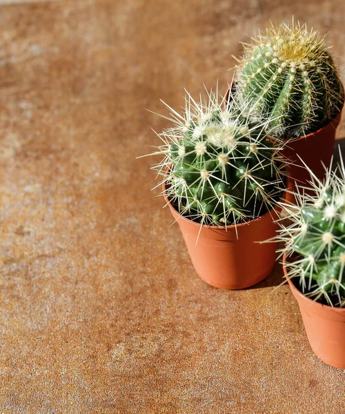 Planta Cactus Olla — Foto de Stock