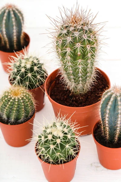 Planta Cactus Olla — Foto de Stock