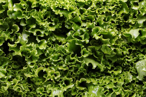 Close Fresh Lettuce Leaves — Stock Photo, Image