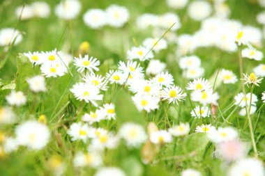 Tarladaki güzel papatyaları yakın.