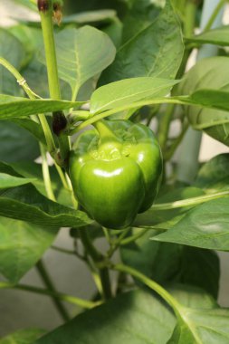 Yaprakların arasında yeşil biber