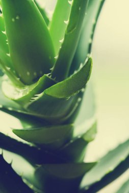 İlaçlar. Aloe Vera masada.