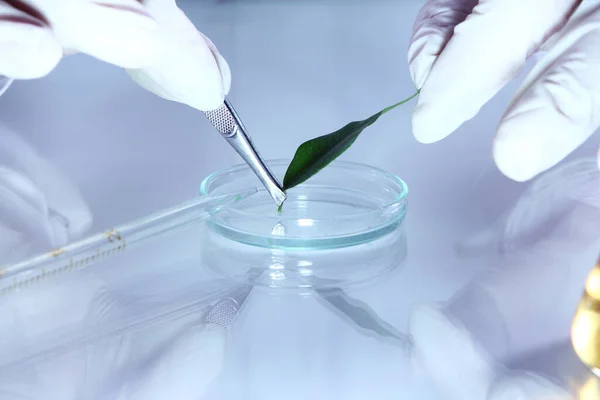 Science Experiment Plant Leaves Laboratory — Stock Photo, Image