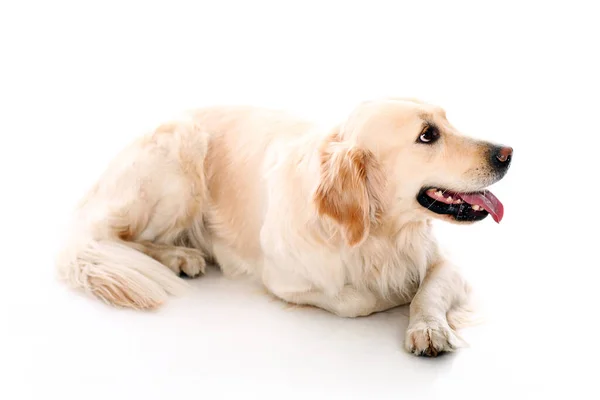 Leuke Golden Retriever Witte Achtergrond — Stockfoto