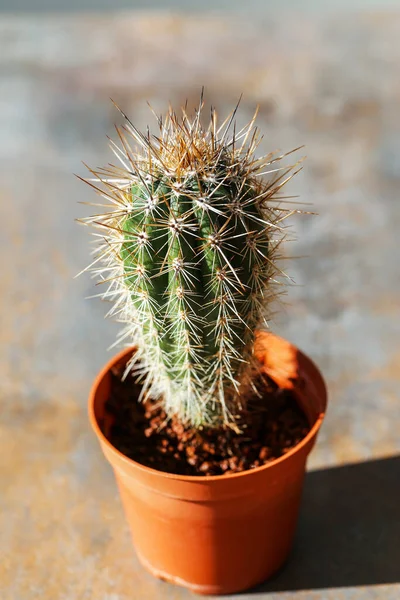 Planta Cactus Olla — Foto de Stock