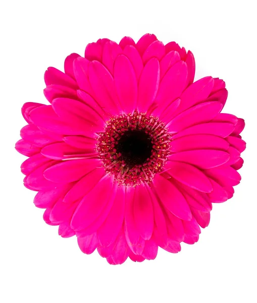 Цветок Цветок Красивый Цветок Герберы — стоковое фото