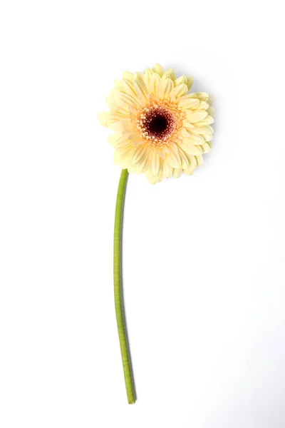 Цветок Цветок Красивый Цветок Герберы — стоковое фото