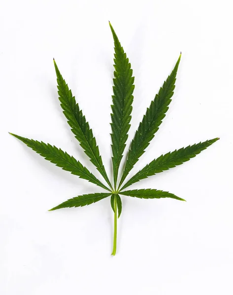 Cannabis Sur Fond Blanc — Photo