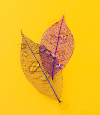 Doku, detaylar. Yaprak masanın üstünde.