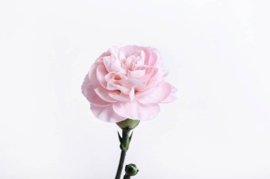 Beyaz arkaplanda çiçek başlığı