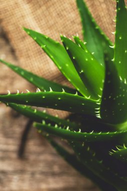 İlaçlar. Aloe Vera masada.