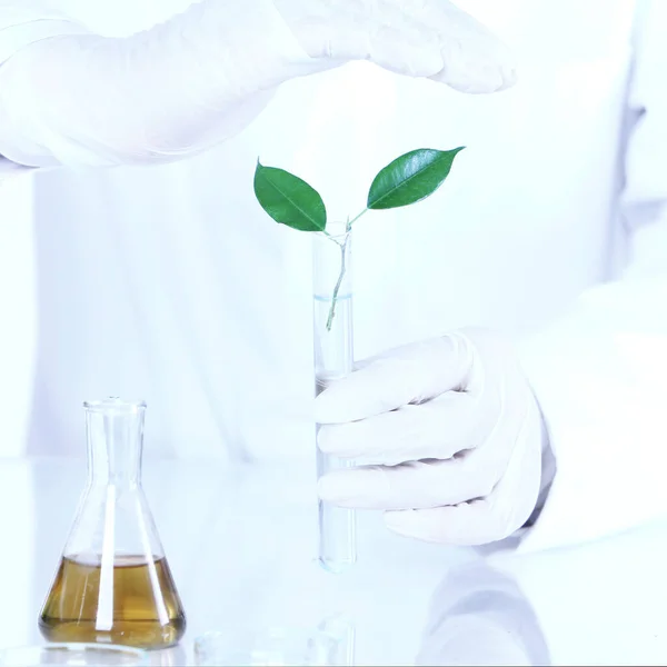 Experimento Científico Con Hojas Plantas Laboratorio — Foto de Stock