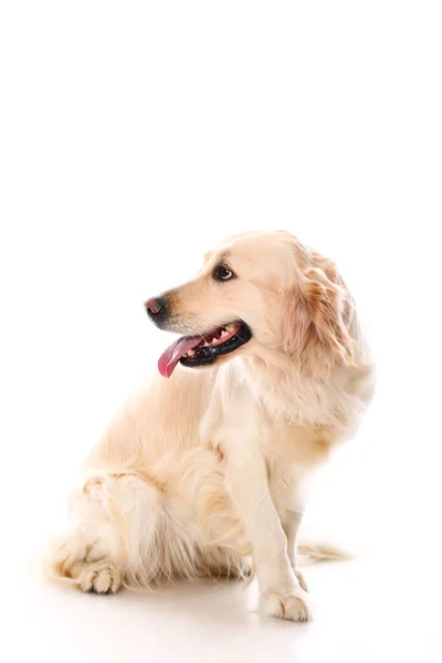 Leuke Golden Retriever Witte Achtergrond — Stockfoto