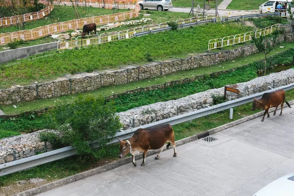 Malebný Výhled Venkovní Scénu Krávy — Stock fotografie