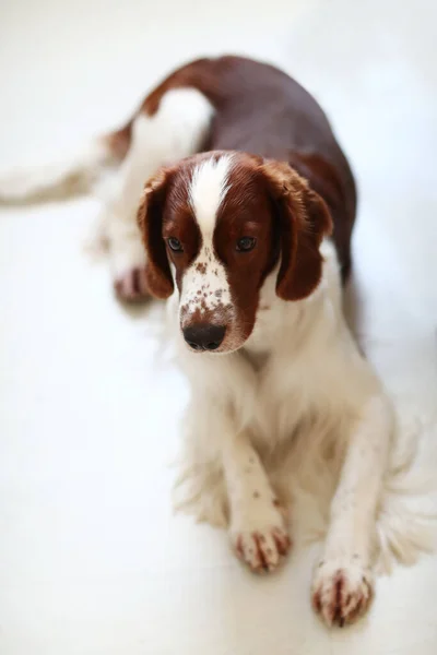 Mooie Hond Liggend Het Tapijt — Stockfoto