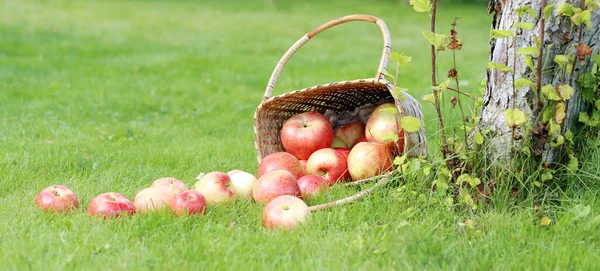 Viele Äpfel Aus Einem Korb Der Auf Einer Wiese Neben — Stockfoto