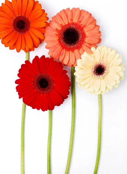 Blossom Krásná Barevná Gerbera Květina — Stock fotografie