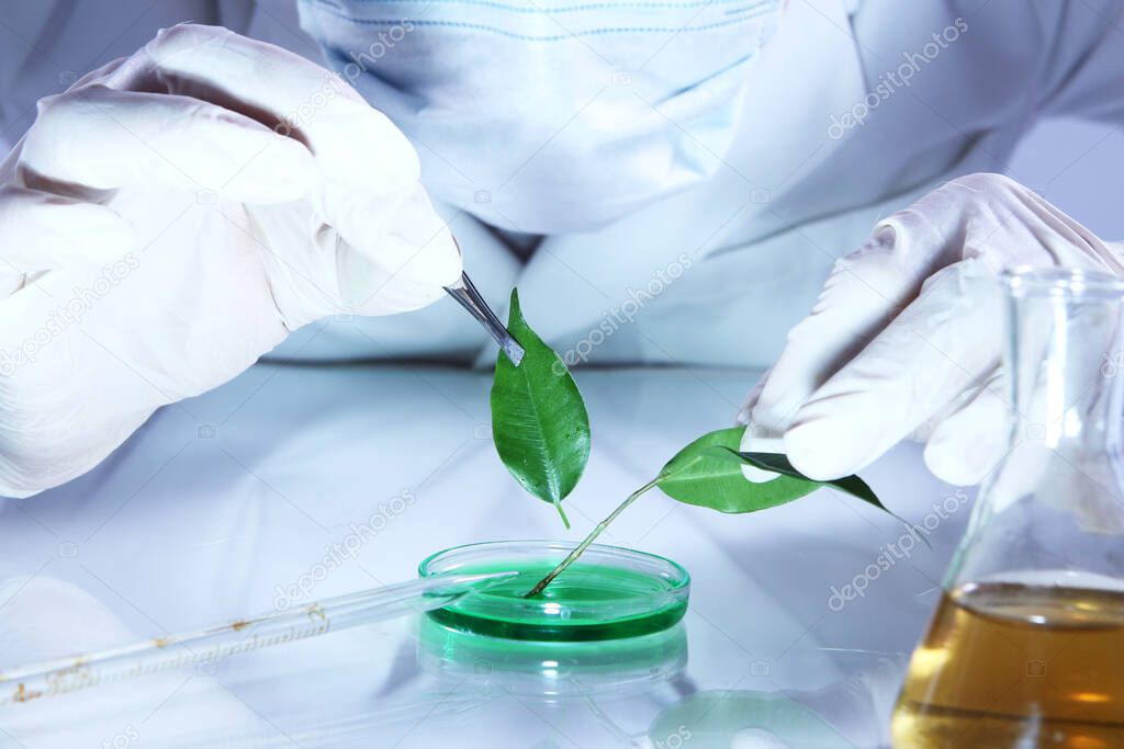 Science experiment with plant leaves in laboratory
