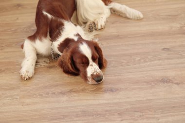 Evde yerde yatan köpek.