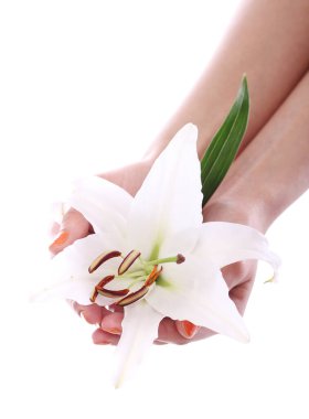 Kadındaki güzel zambak çiçeği beyaz arka planı uzattı