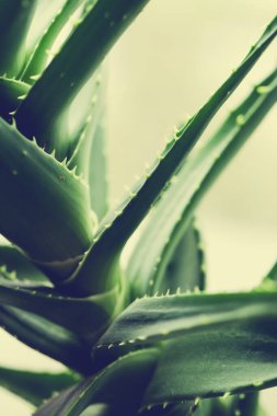 İlaçlar. Aloe Vera masada.