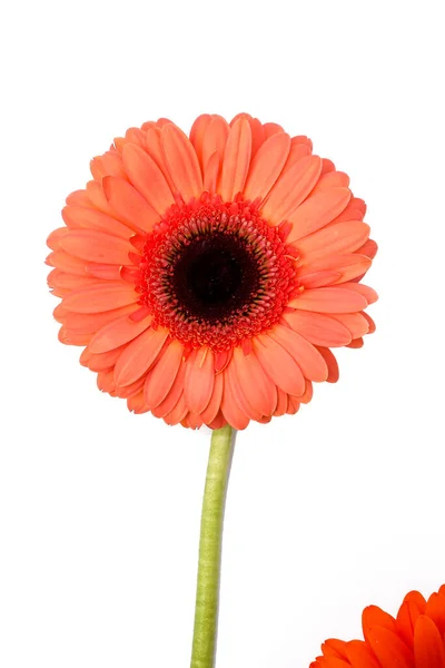 Virág Virág Gyönyörű Gerbera Virág — Stock Fotó