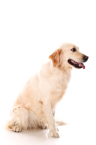 Bonito Golden Retriever Sobre Fundo Branco — Fotografia de Stock