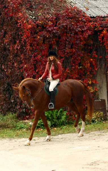 Young Woman Her Beautiful Brown Horse — Stock Photo, Image