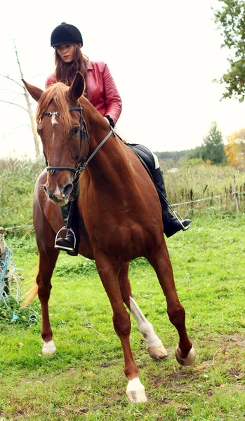 Jovem Mulher Seu Belo Cavalo Marrom — Fotografia de Stock