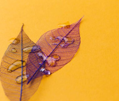 Doku, detaylar. Yaprak masanın üstünde.