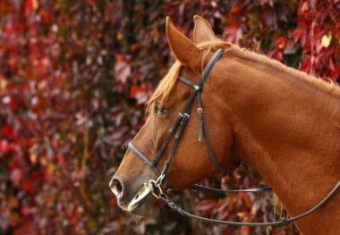Çiftlikteki güzel kahverengi atın yakın görüntüsü