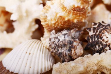 Farklı deniz kabuklarını kapatın.