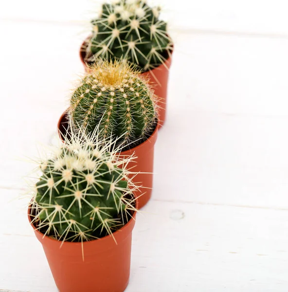Plant Cactus Pot — Stock Photo, Image