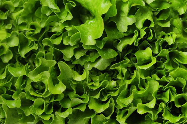 Healthy Food Green Salad Close — Stock Photo, Image