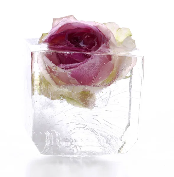 Заморожена Троянда Кубику Льоду — стокове фото