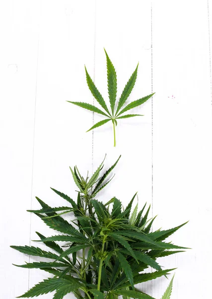 Cannabis Een Witte Achtergrond — Stockfoto