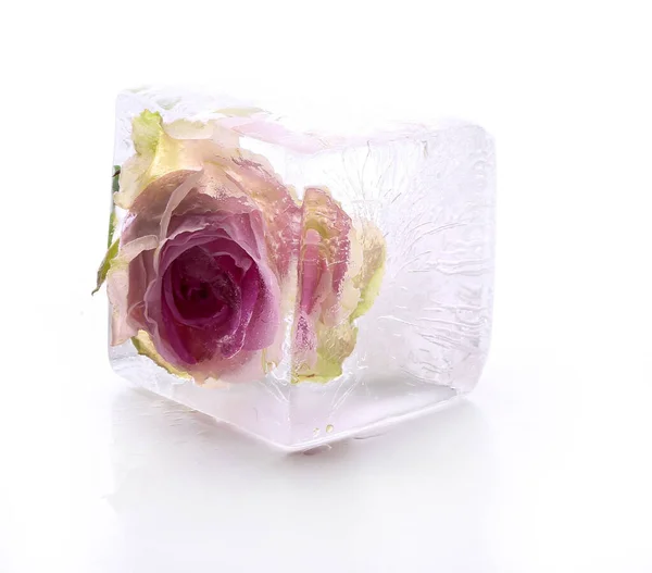 Rosa Congelada Cubo Gelo — Fotografia de Stock