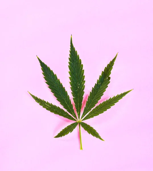 Cannabis Sur Fond Rose — Photo